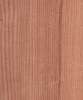 Orme rouge d'Amrique.jpeg  2.03 Mo