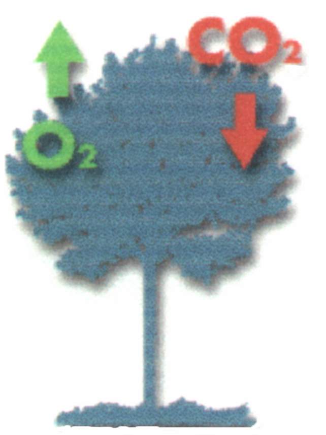 chlorophyle01.JPG