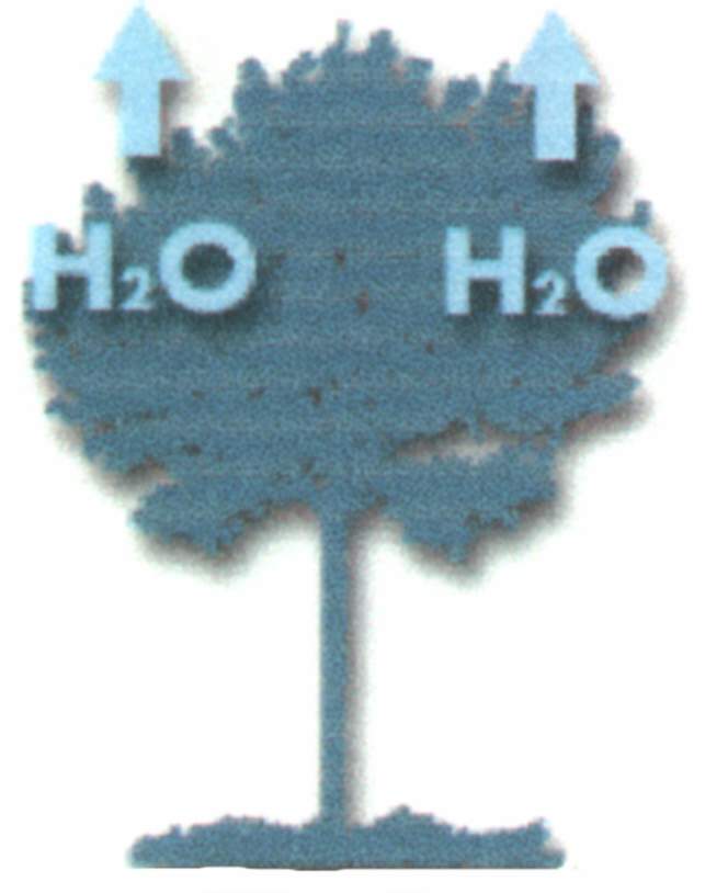 chlorophyle02.JPG