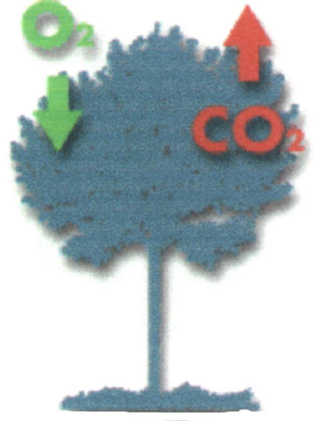 chlorophyle03.JPG