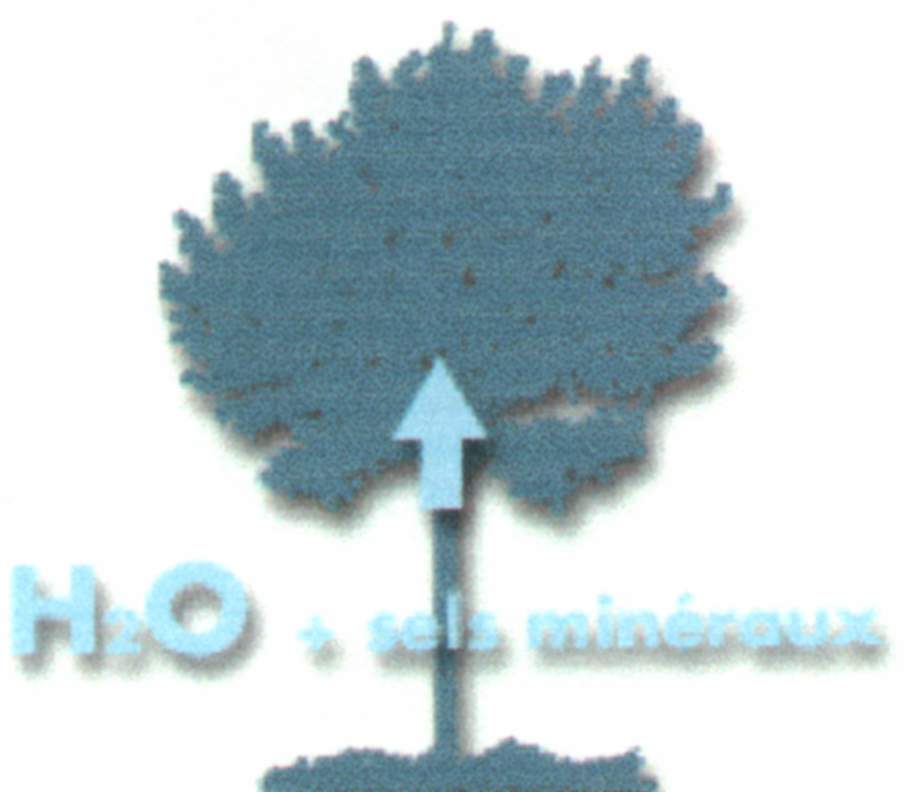 chlorophyle04.JPG