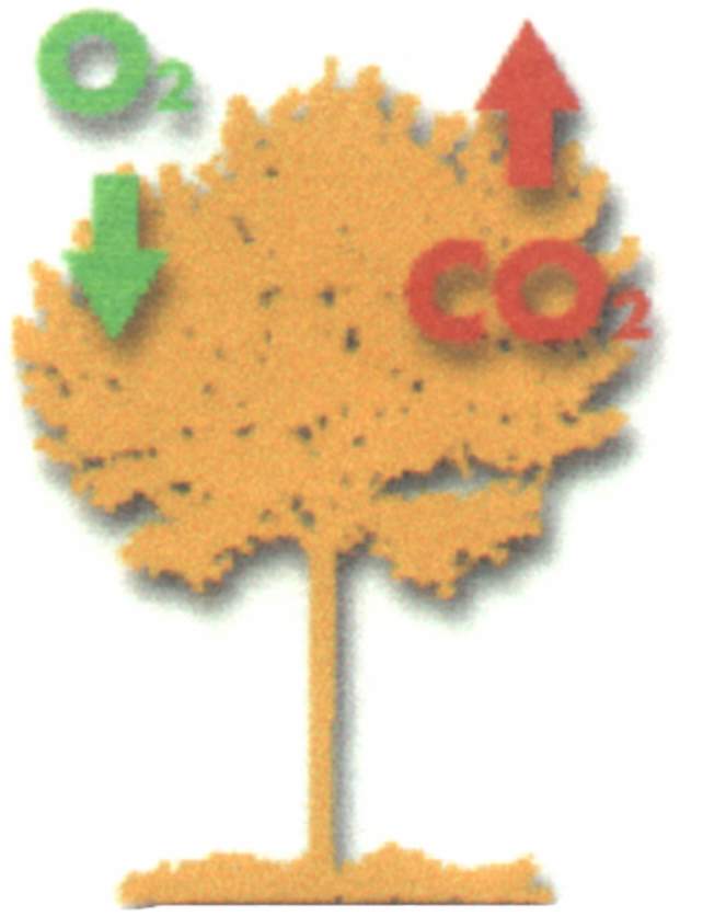 chlorophyle05.JPG