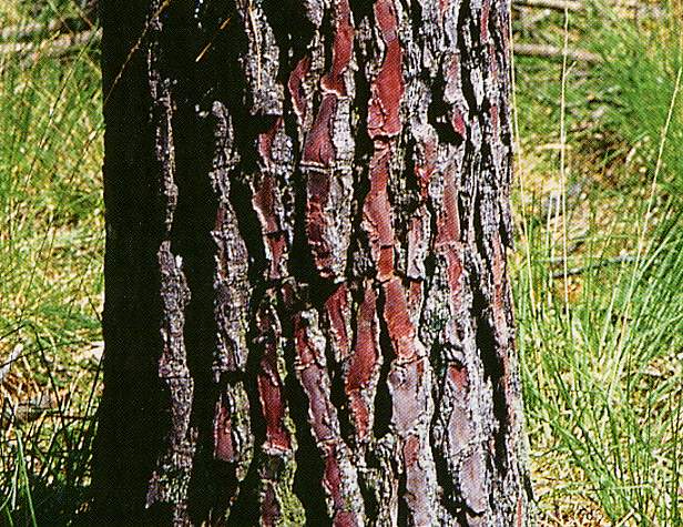 Image-158.JPG