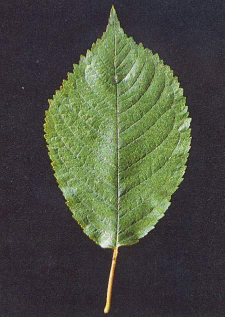 merisier02.JPG
