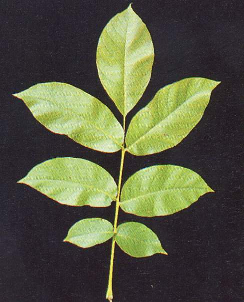 noyer02.JPG