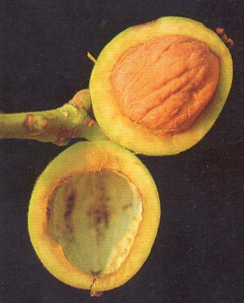 noyer03.JPG