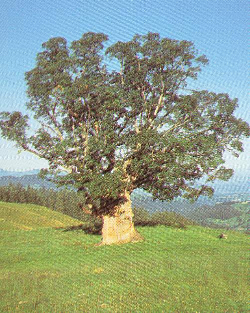 sycomore01.JPG