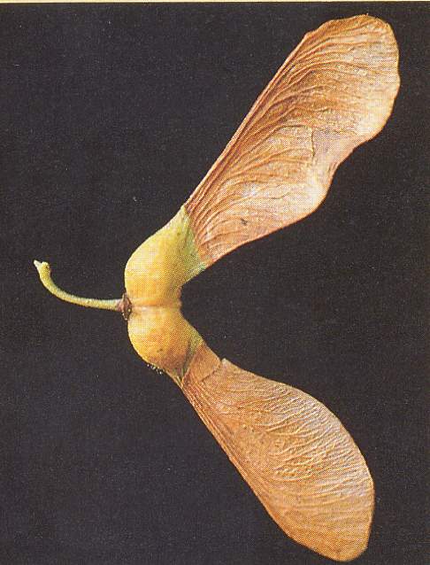 sycomore03.JPG