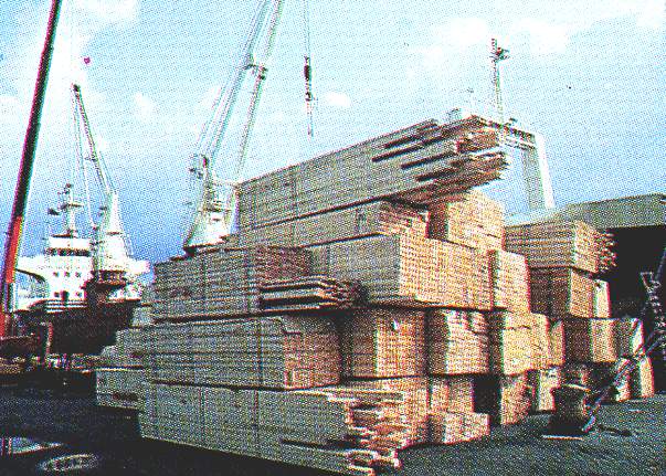 bois du nord01.JPG