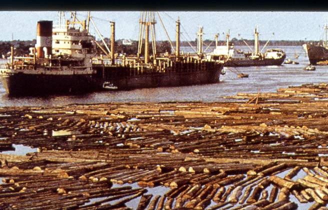 flottage du bois.JPG