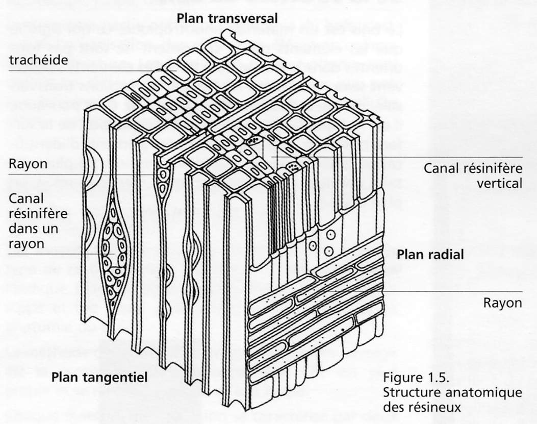 Image-03.JPG