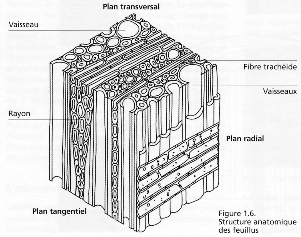 Image-04.JPG