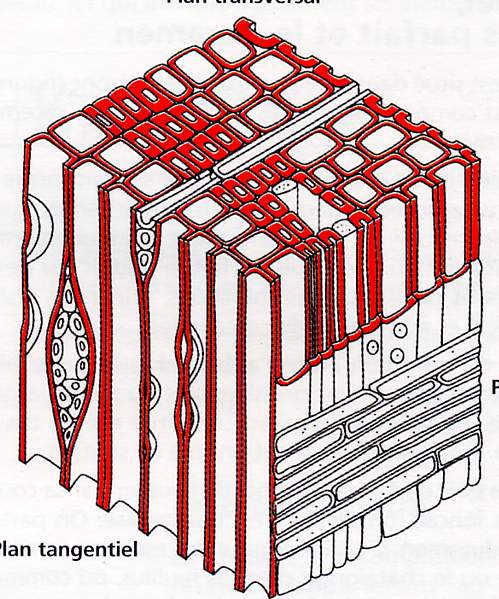 Image-08.JPG