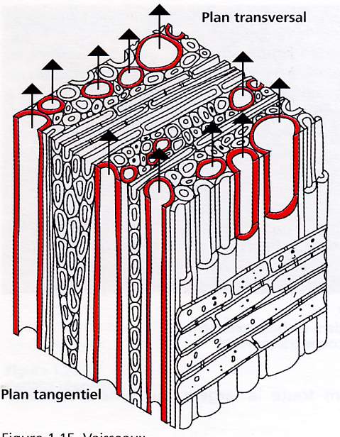 Image-09.JPG