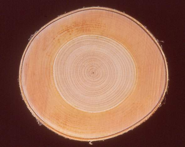 Image-85.JPG