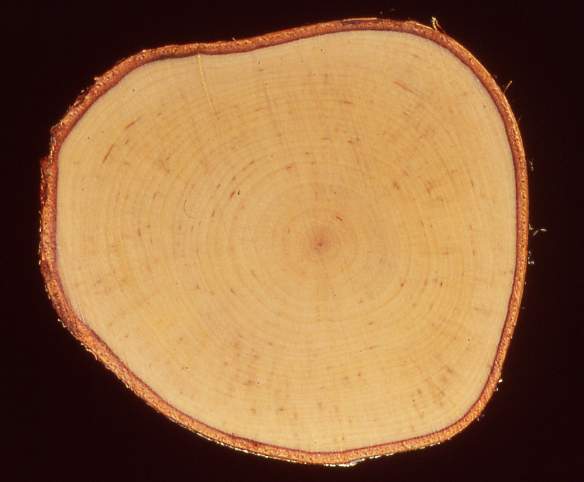 Image-91.JPG