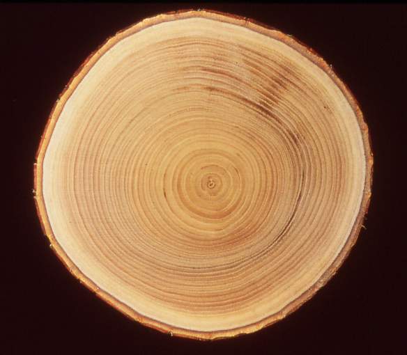 Image-92.JPG