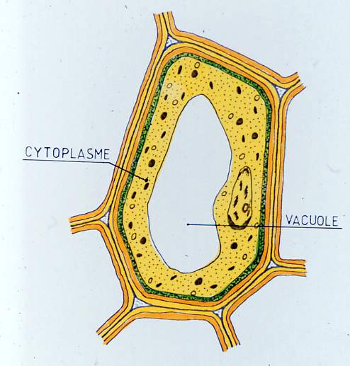 cellule01.JPG