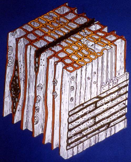 structure01.JPG