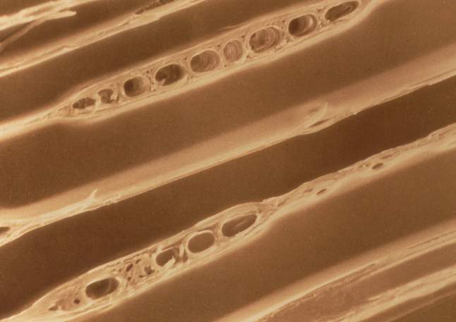structure07.JPG