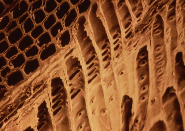 structure08.JPG