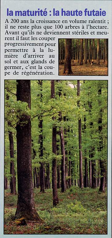 la haute futaie.JPG