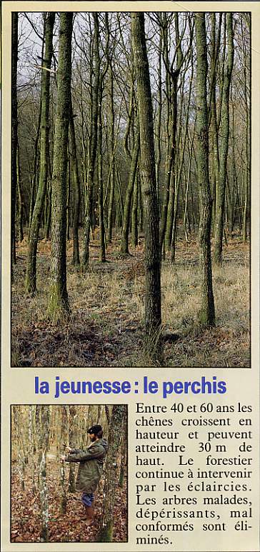 le perchis.JPG