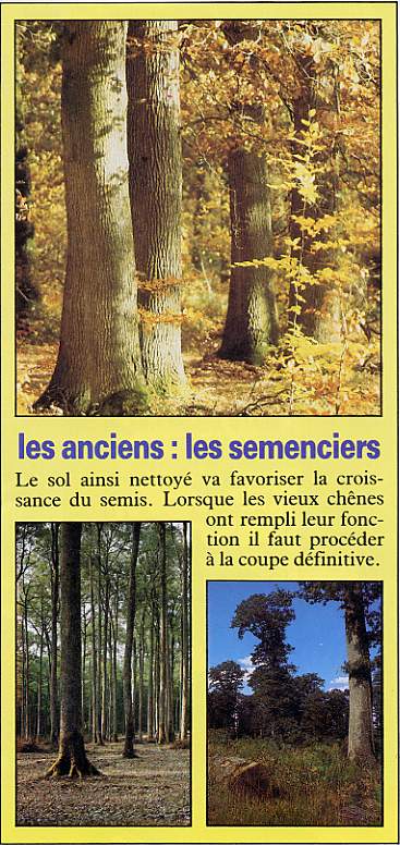 les semenciers.JPG